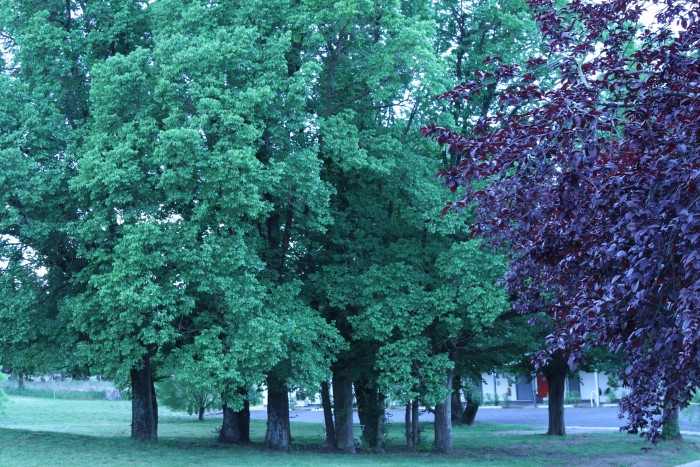 A collection Green trees outside accommodation Armidale